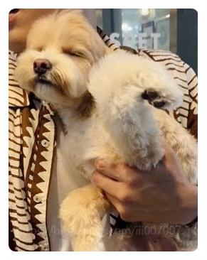  한예슬 강아지 사고 논란 호텔링 중 골절 사고에 대중 분노폭발