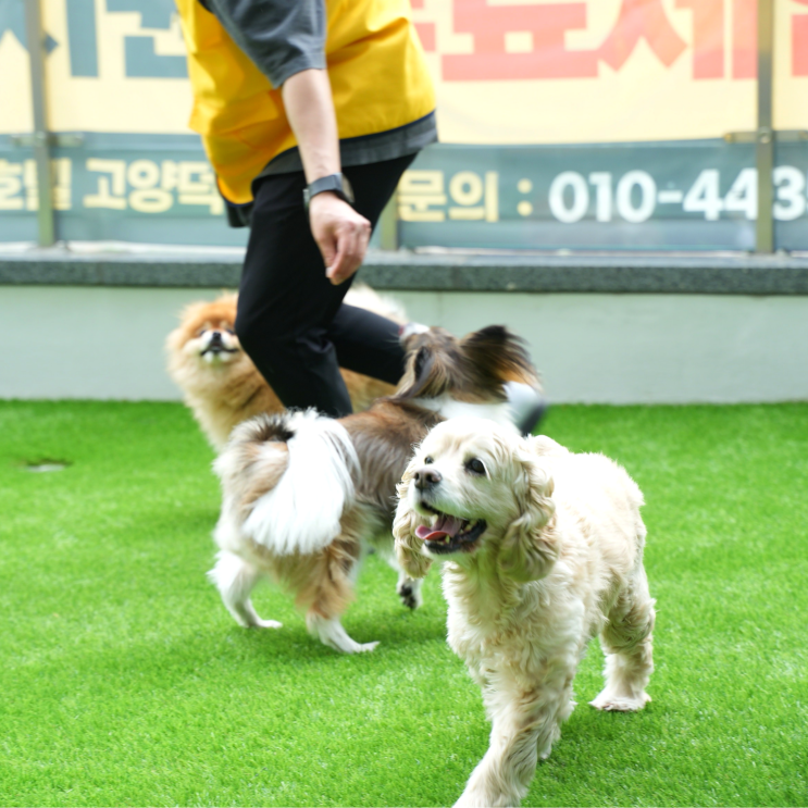  고양 강아지유치원 외동아이 혼자 심심할 걱정 노노! 옐레드 고양덕은점
