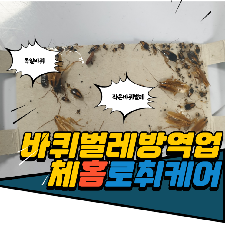 바퀴벌레퇴치업체 날아서 들어오는 해충들 방역업체에서 해결