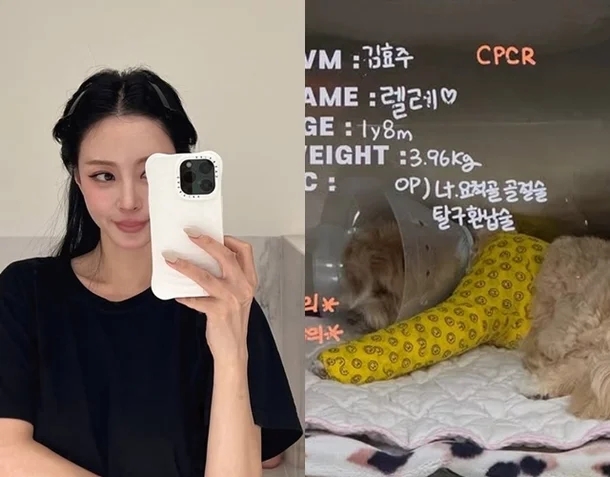 <b>한예슬 반려견</b> 사고, 직원 실수 인정…"CCTV 확인 결과 <b>낙상</b>... 
