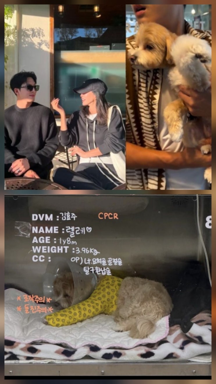 한예슬 반려견 사고 근황 인스타 한예슬 반려견 사고 근황 인스타
