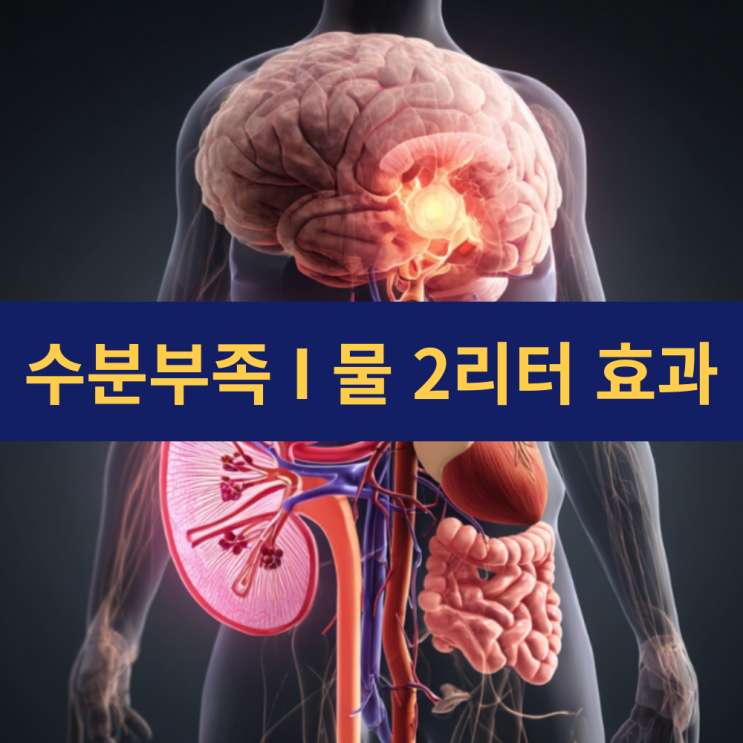 수분 부족과 건강 | 물마시기어플 | 물 2리터 마시기 효과