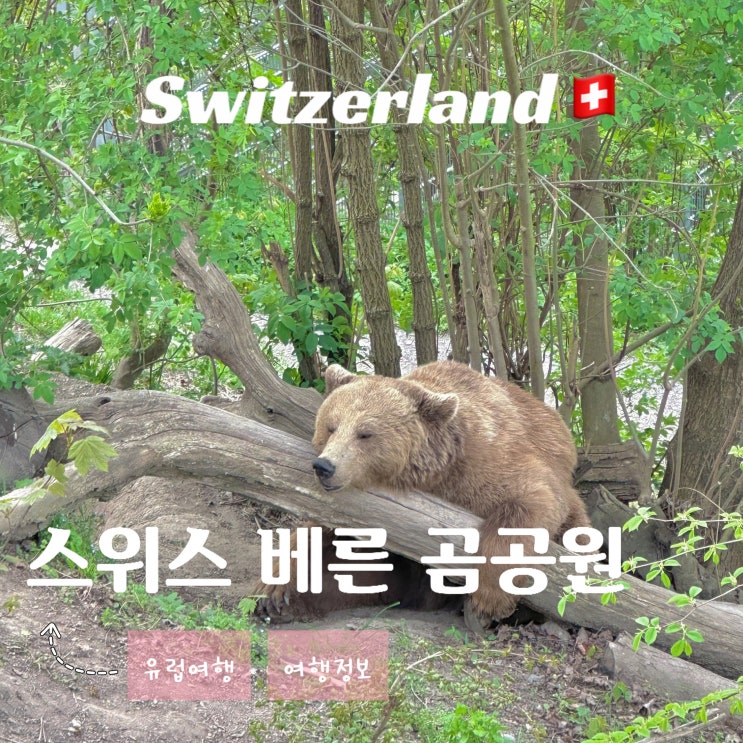  스위스 베른 여행 - 곰이 살고 있는 공원 위치 가볼 만한 관광지 추천