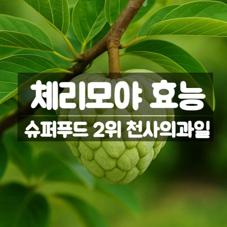  체리모야 효능 성분 먹는법 총정리 – 슈퍼푸드 2위인 이유
