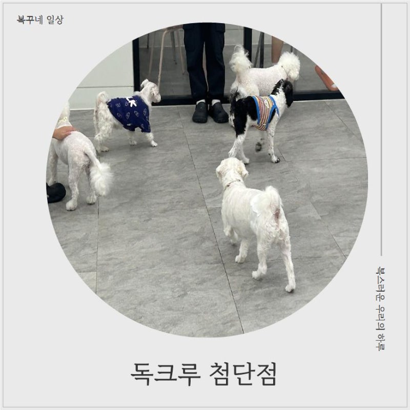 독크루 첨단점 — 북구