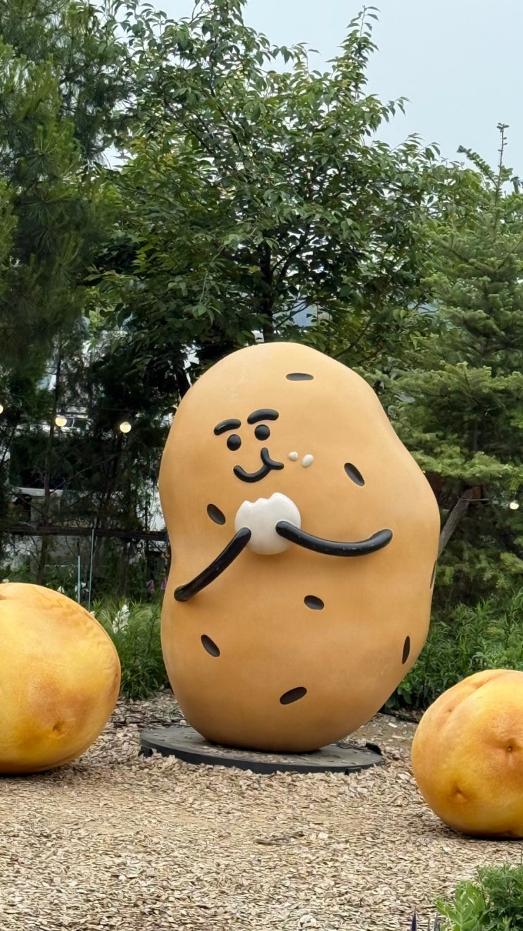  춘천 카페 추천 감자빵 카페 감자밭 내돈내산 리뷰