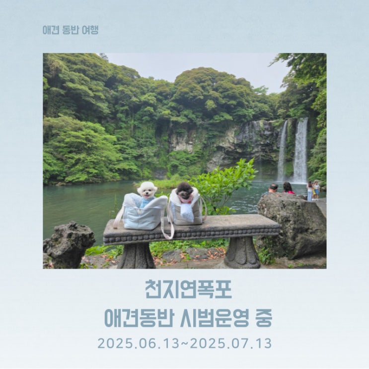  여름 애견동반 여행 코스 천지연폭포 애견동반 입장 시범사업 중