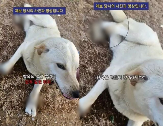  "한쪽 자르다 만 흔적"… 발목 4개 절단된 백구 발견 '공분'