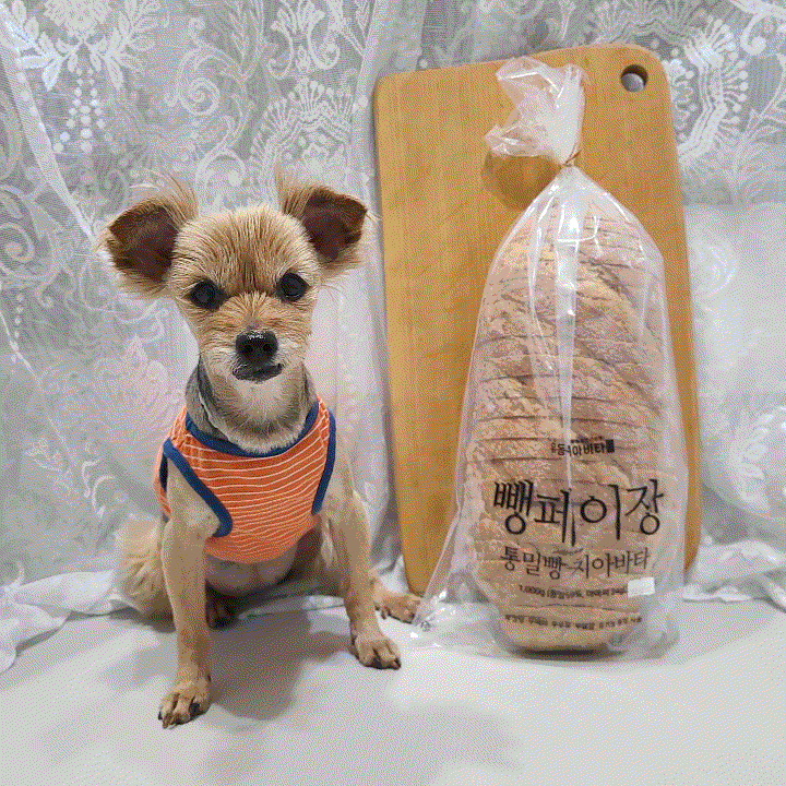 통밀빵 치아바타 피자빵 만드는 법