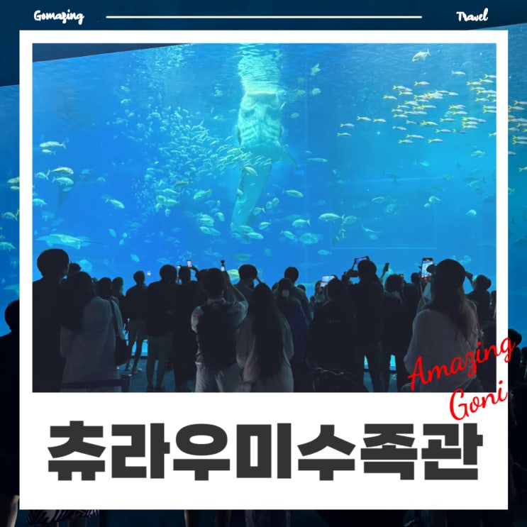 츄라우미 수족관 프로그램 오키나와 펀패스 : 돌고래쇼 고래상어 먹이주기 수중관람코스 츄라우미 수족관 프로그램 오키나와 펀패스 : 돌고래쇼 고래상어 먹이주기 수중관람코스