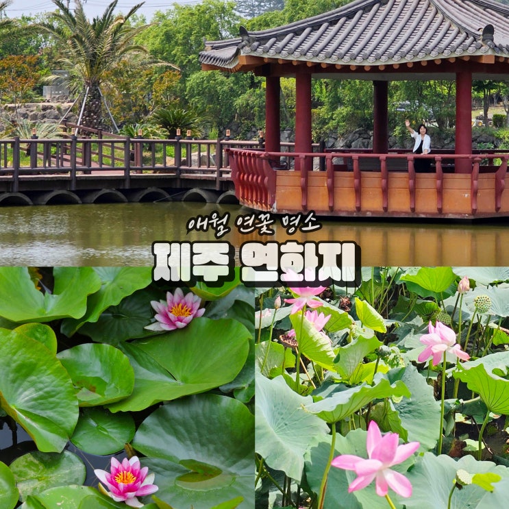  제주 연화지 연꽃피는시기 애월 여름여행 볼거리