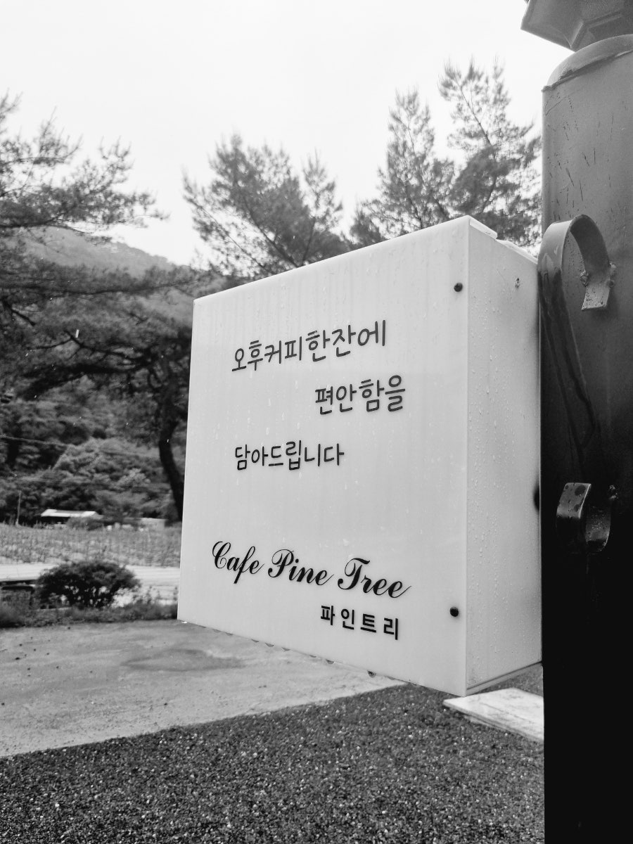 파인트리 사진 4