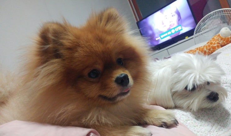  말티 포메 따오 하리 형제들 평온한 일상
