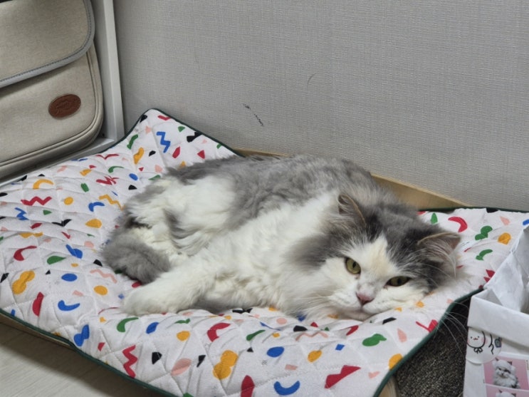  고양이 강아지 여름 더위 필수템 쿨매트 후기