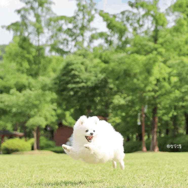  분당 반려동물 사진관 봄이의 산책 스냅 스튜디오 천천히