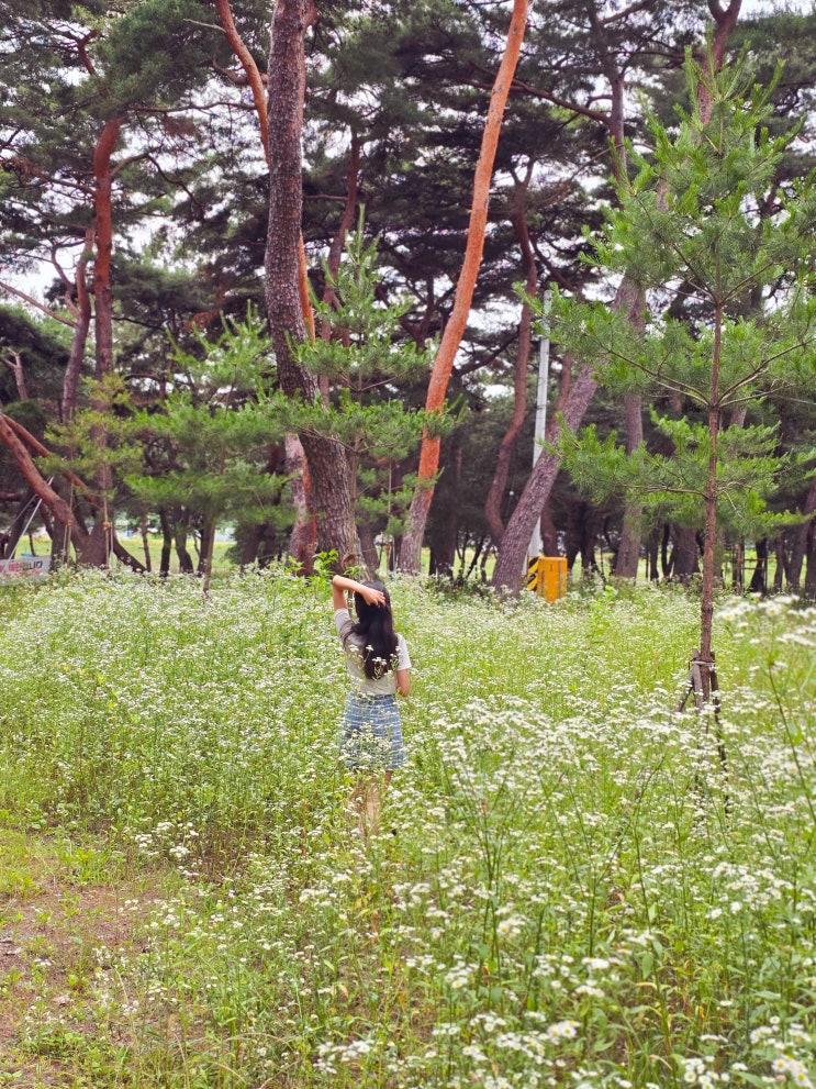 밀양 기회송림 공원 야영장 대구근교 노지캠핑 현재 상황
