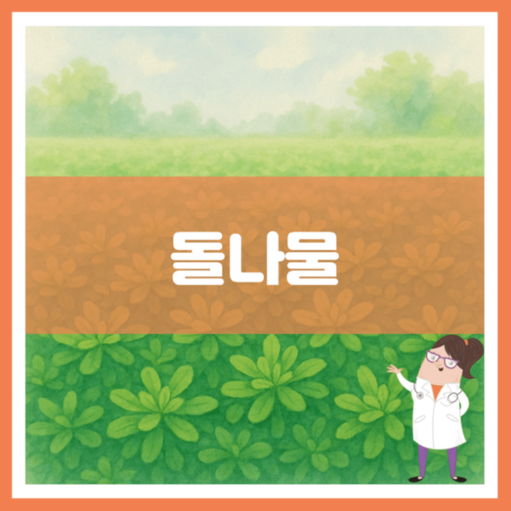  돌나물 효능 부작용 보관방법