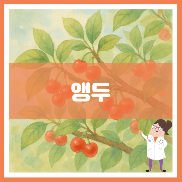  앵두 효능 부작용 보관방법