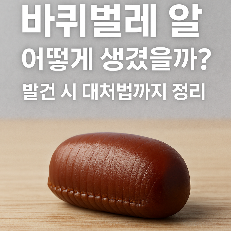 바퀴벌레 알 어떻게 생겼을까? – 발견 시 대처법까지 정리