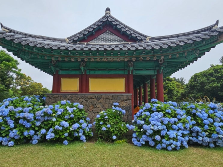  제주투어패스 48시간권으로 알찬 제주 여행 (2일차 – 동부 여행편 : 더케이쇼️ 혼인지수국️ 제주맛집추천 ️미복식당 ️서귀피안베이커리 ️고흐의정원)