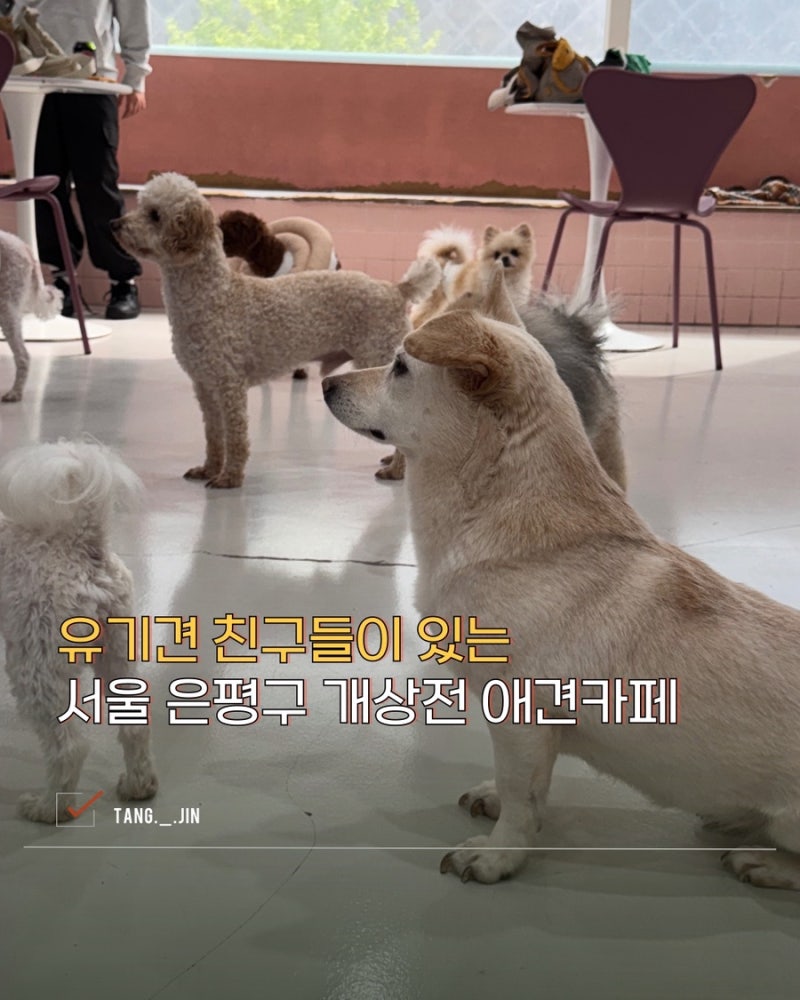 개상전 애견카페