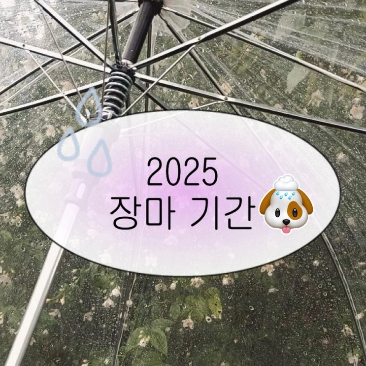 2025년 장마기간 <b>장마철</b> 비오는날 총정리.jpg