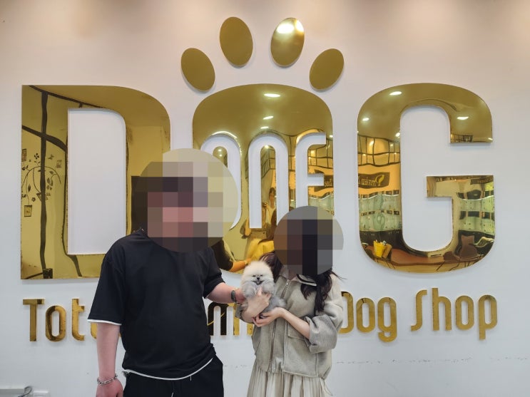  １１년 강아지분양만¡ 세종시 애견분양 센터 원독 혈통서 세이블 포메라니안 분양 후기