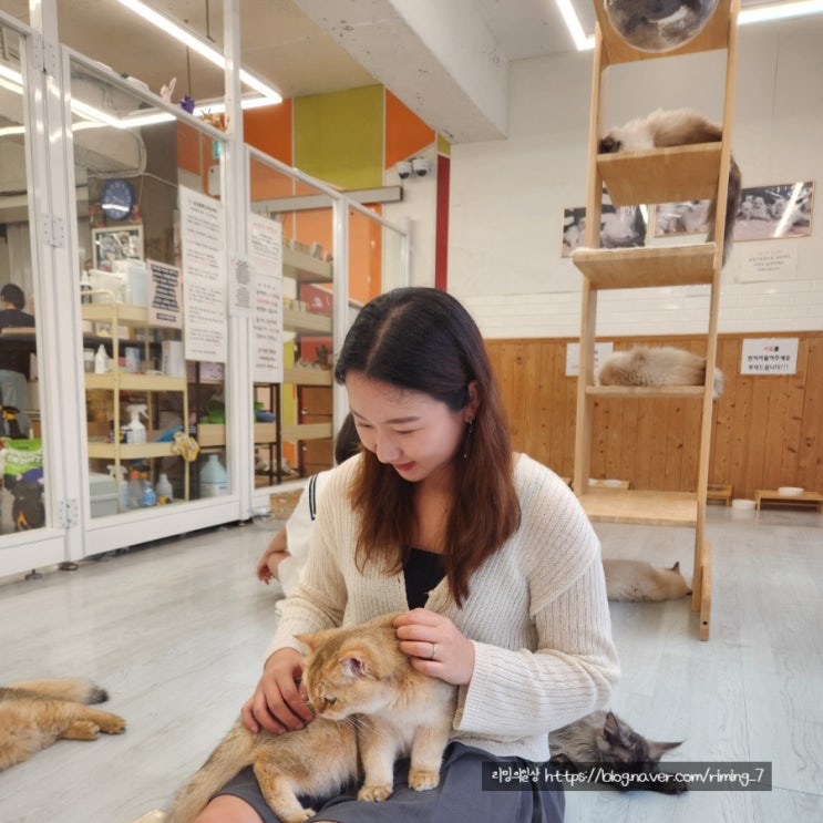  부산 고양이 카페 부산대 놀거리 고양이랙돌카페