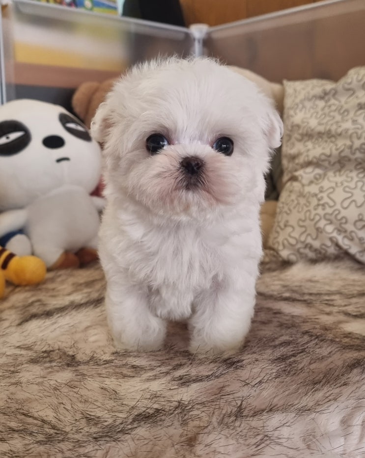   부평 말티즈 분양 어디서? 믿고 방문한 아이러브독 부천점에서 만났어요!