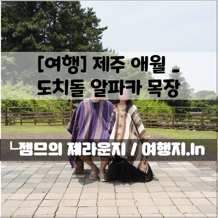  제주도 목장 데이트 추천｜제주 도치돌 알파카 목장, 판초 체험 + 웨딩 스냅