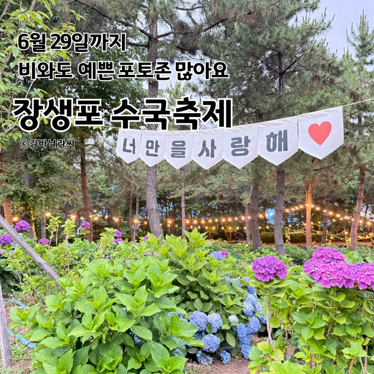  울산 장생포 수국축제 비와도 예쁜 야간 포토존