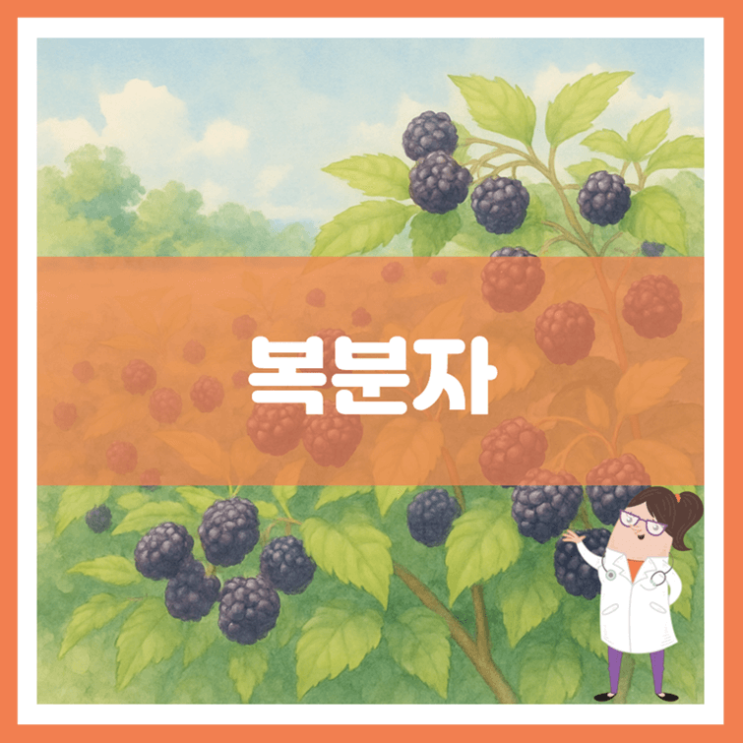 복분자 효능 부작용 고르는 방법
