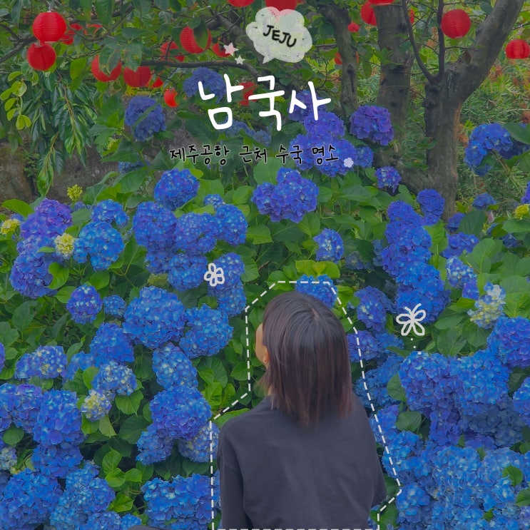제주시 수국 명소 남국사 실시간 후기