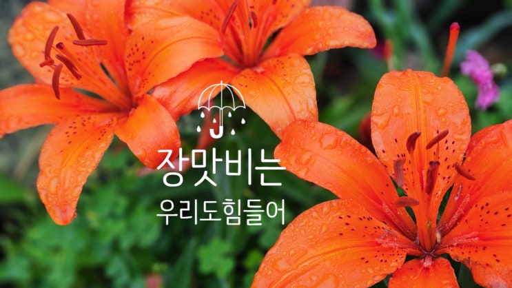  비바람에 쓰러졌지만, 다시 세우는 마음 그리고 희망