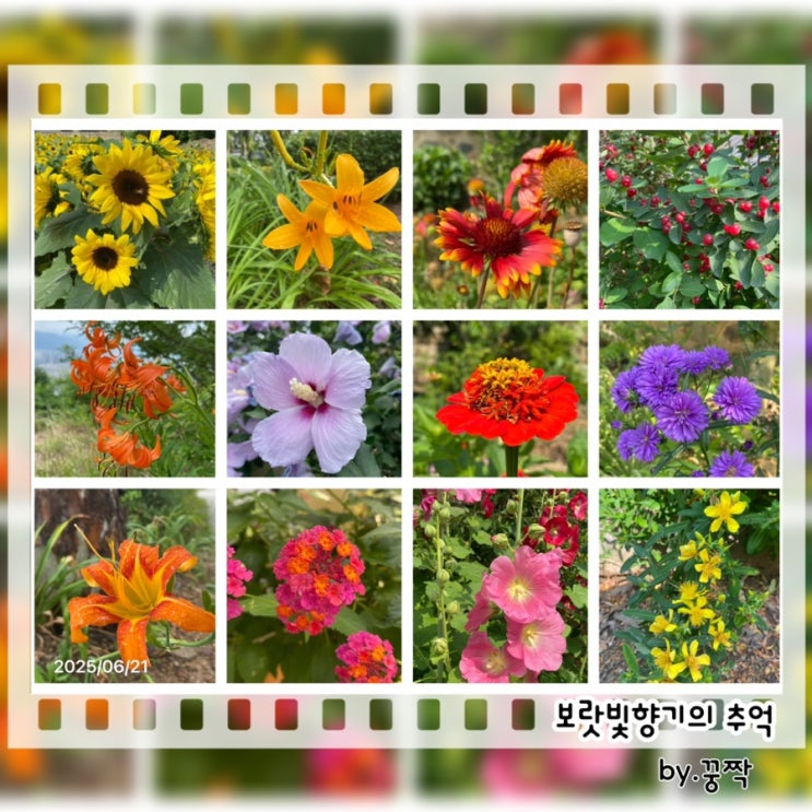 여름꽃/원추리 ,무궁화 ,란타나 ,중나리, 호박꽃 ,천년초  ,해바라기꽃 인디언국화 ,흰등나무꽃 ,접시꽃 홍괴불나무열매  ,아스타 ,망종화 ,백합