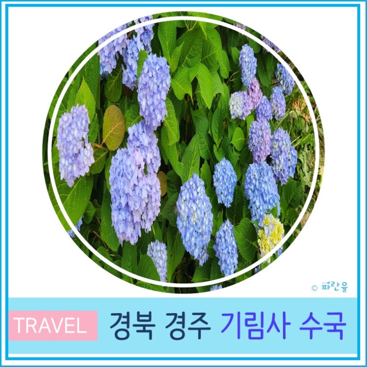  대구 근교 수국 경주 가볼 만한 곳 기림사 실시간 수국 개화 상태