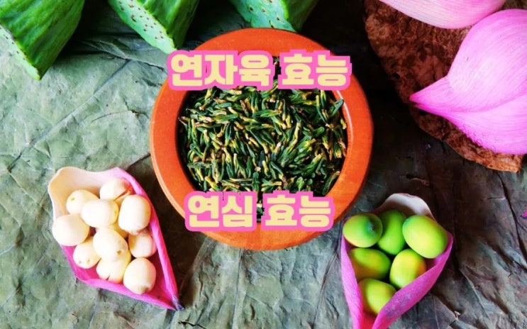  연자육 효능 연자심 효능 주의사항 알고 잘 먹는법 차