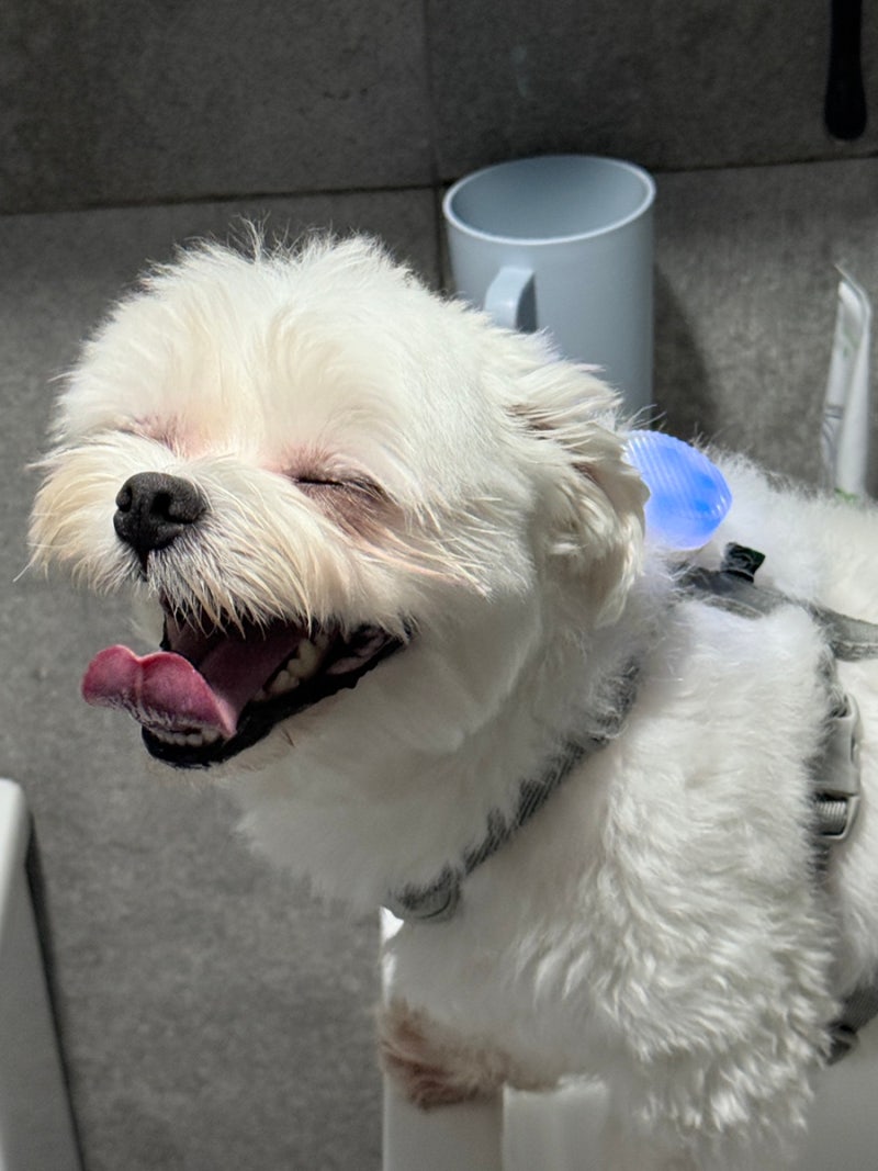 led팬던트 강아지목걸이 벌레퇴치 파인댕 가드라이트