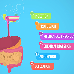 Digestive system | 유튭 crash course