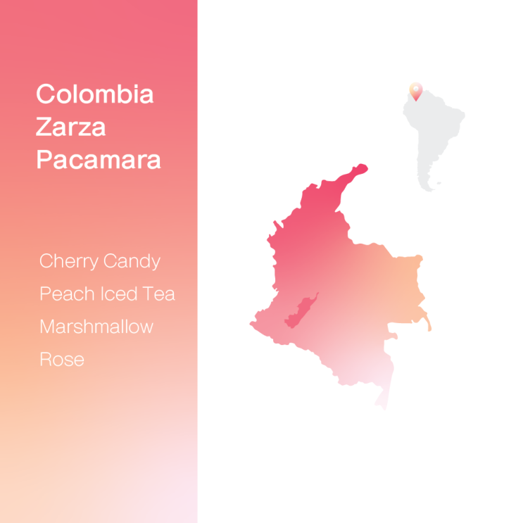  [생두 & 로스팅 리뷰] - 콜롬비아 사르사 파카마라 무산소 워시드 - Colombia Zarza Pacamara Anaerobic Washed