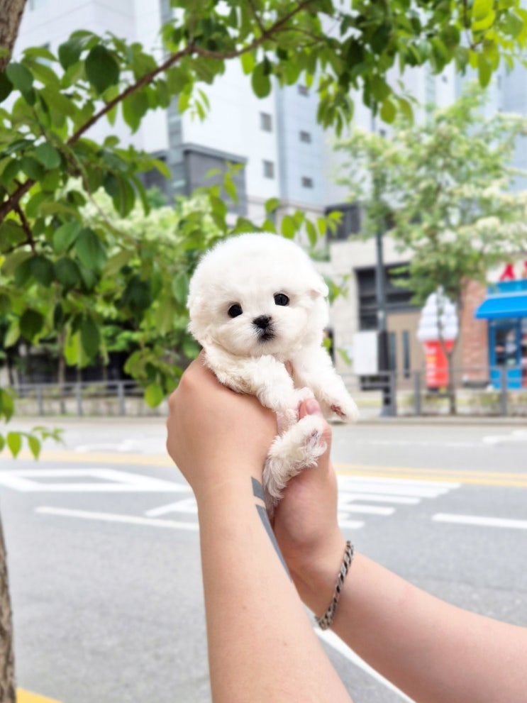  아산미니비숑분양, 빅숑 아닌 진짜 미니비숑, 거짓 없는 분양 후기