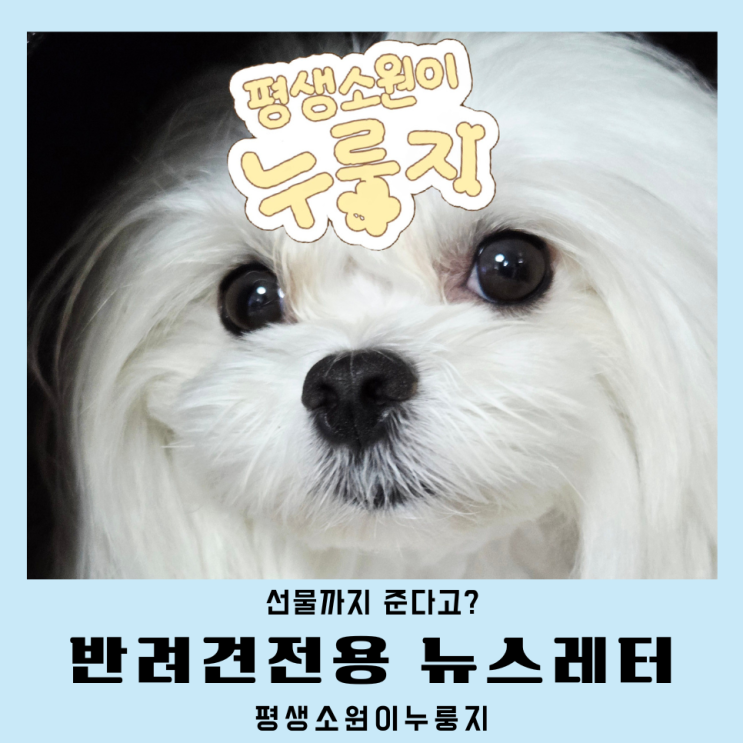  강아지 뉴스레터 평생소원이누룽지 노견건강정보 선물 혜택