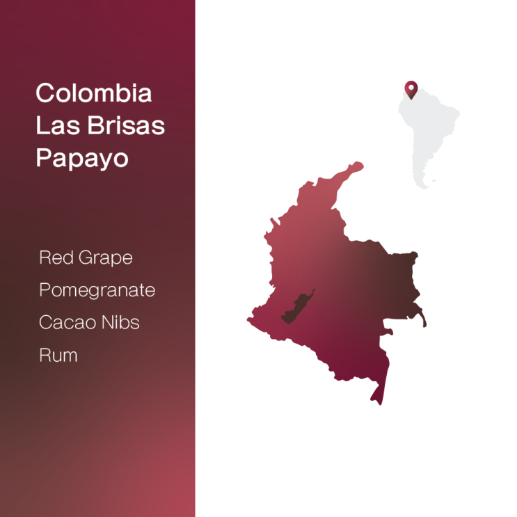  [생두 & 로스팅 리뷰] - 콜롬비아 라스 브리사스 파파요 무산소 내추럴 - Colombia Las Brisas Papayo Anaerobic Natural