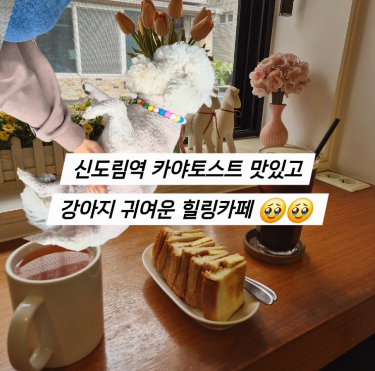 신도림역 강아지 카페 몽글🐶💖 귀여움 폭발하는 강아지들 보고 힐링하고 온 날!