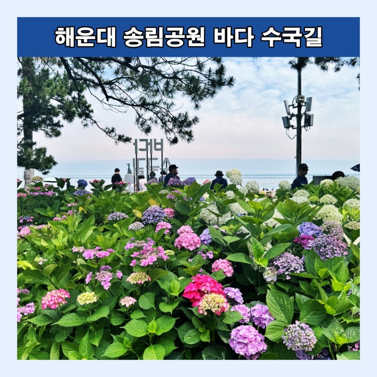  [부산] 해운대 수국 명소, 해운대 송림공원 '바다 수국길' (6월 22일 실시간 개화상황)