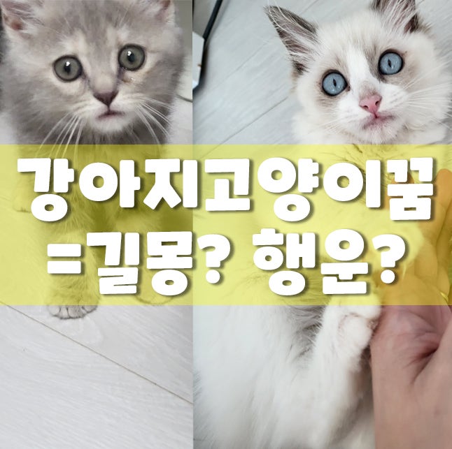 "강아지·고양이 꿈에 나왔다면?" 뜻밖의 길몽일 수도!