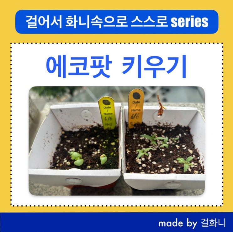  방울토마토,바질 미니 화분 에코팟 키우기2