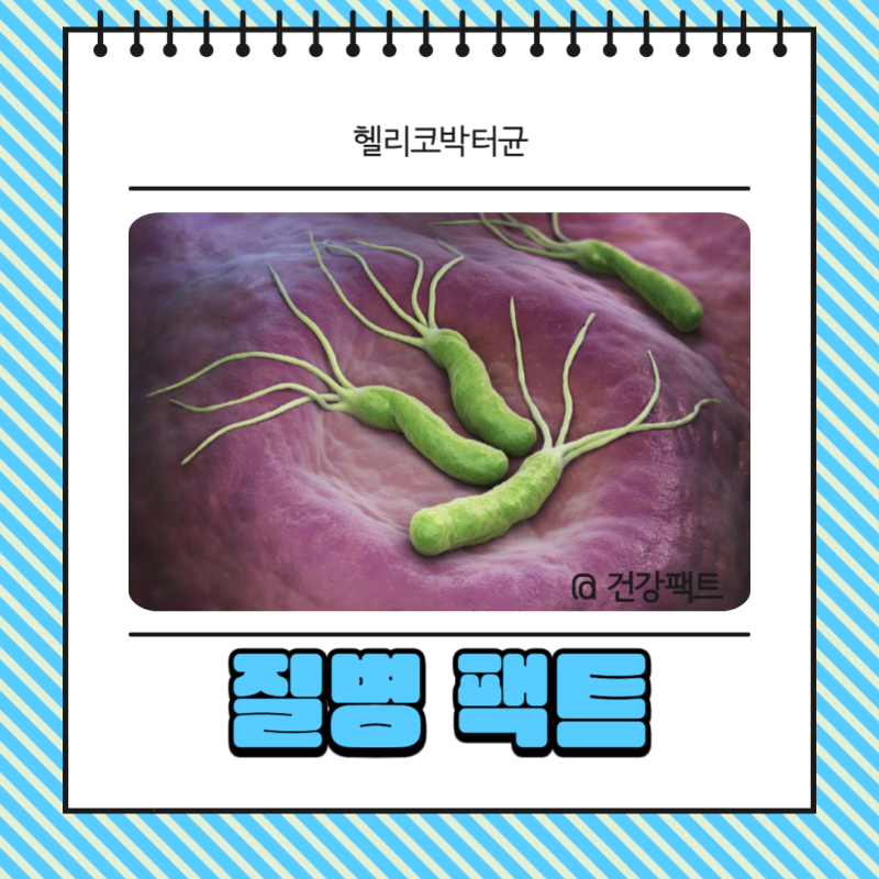 헬리코박터균 전염 확률 A to Z