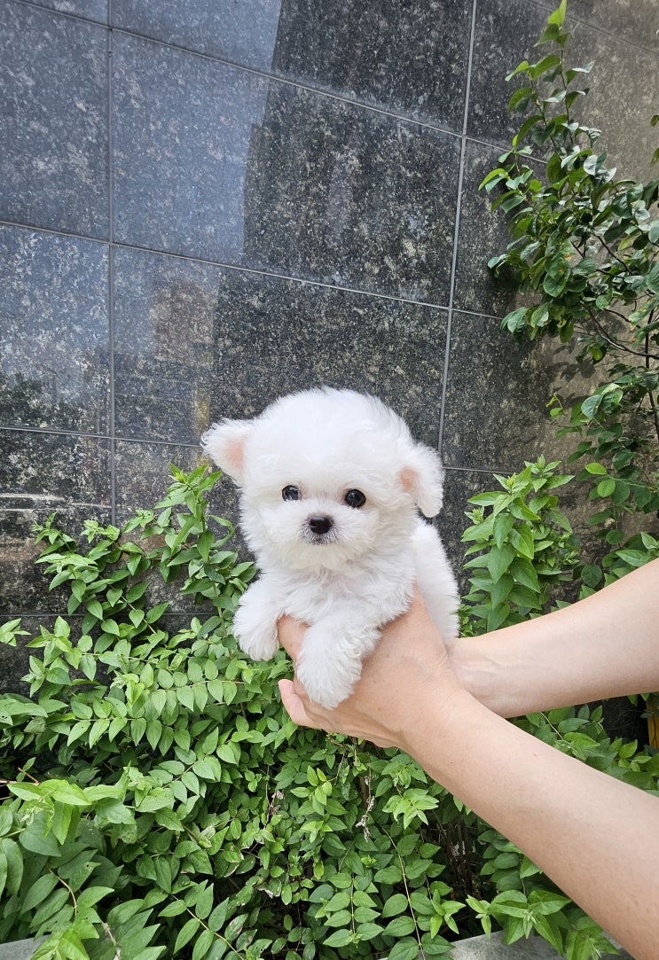  너무 귀여운 미니비숑