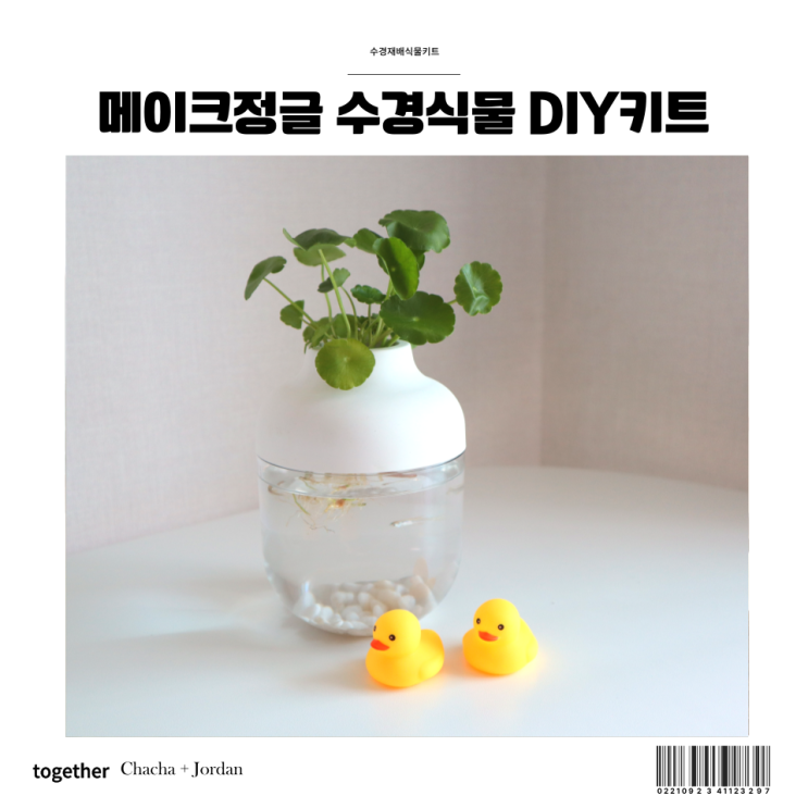  워터코인 수경재배식물 인테리어 DIY 키트 메이크정글